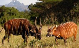 NAIROBI-SAMBURU-FLIGHT-SAFARI