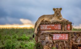 Nairobi-National-Park-lion