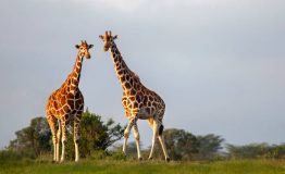 Reticulated  giraffes in Sweetwaters, Kenya, Africa