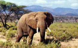 bull-elephant-samburu