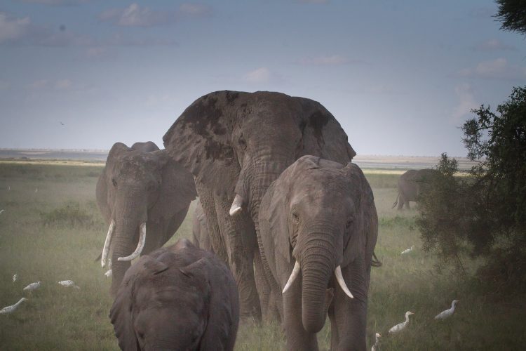 8-Day Elephant Safari