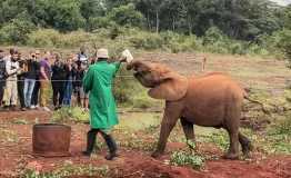 elephant-orphanage-nairobi1200-1