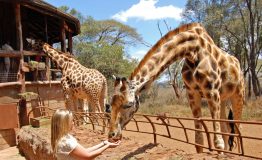 giraffe-center-nairobi-kenya