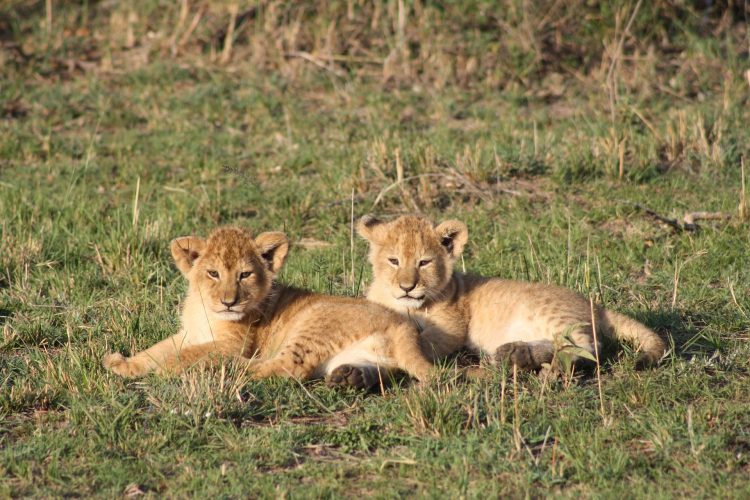 3-Day Masai Mara Budget Safari Holiday