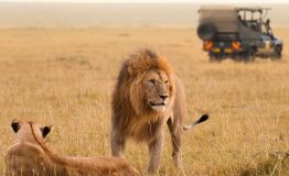 maasai_mara_national_reserve_2-7