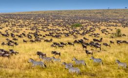 wildebeest-mara-migration